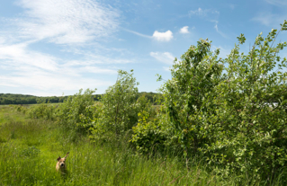 Concours général agricole agroforesterie, 2022. Arbres fruitiers, ferme des Clos Bonnelles (Yvelines)