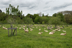 Concours général agricole agroforesterie, 2022. Troupeau moutons, arbres fruitiers, CEZ Bergerie nationale de Rambouillet (Yvelines)
