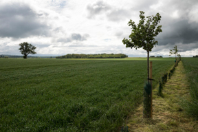 Concours général agricole agroforesterie, 2022. Haie champêtre et fruitière, Ferme de la Distillerie à Gouzangrez (Val d'Oise)