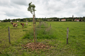 Concours général agricole agroforesterie, 2022. Arbres fruitiers et troupeau à la ferme de la Tremblaye, La Boissière Ecole (Yvelines)