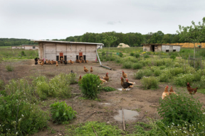 Concours général agricole agroforesterie, 2022. Poules et arbres fruitiers, ferme des Clos, Bonnelles (Yvelines)