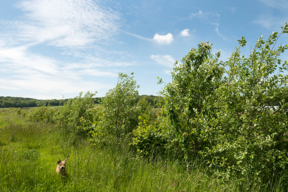 Concours général agricole agroforesterie, 2022. Arbres fruitiers, ferme des Clos Bonnelles (Yvelines)